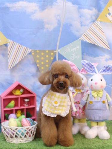 20240312茶々丸くん